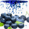 blueberry 126318bb e093 47a1 8133 197ffd543acb.png